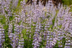 Summer Lupines