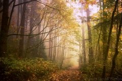 Fog on Sehome Hill