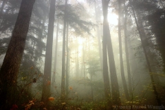 Fog on Sehome Hill #2