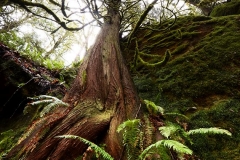 Cedar Growth