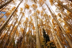Autumn Aspens #2