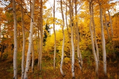 Autumn Aspens