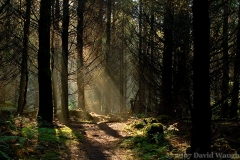Dark Forest Light